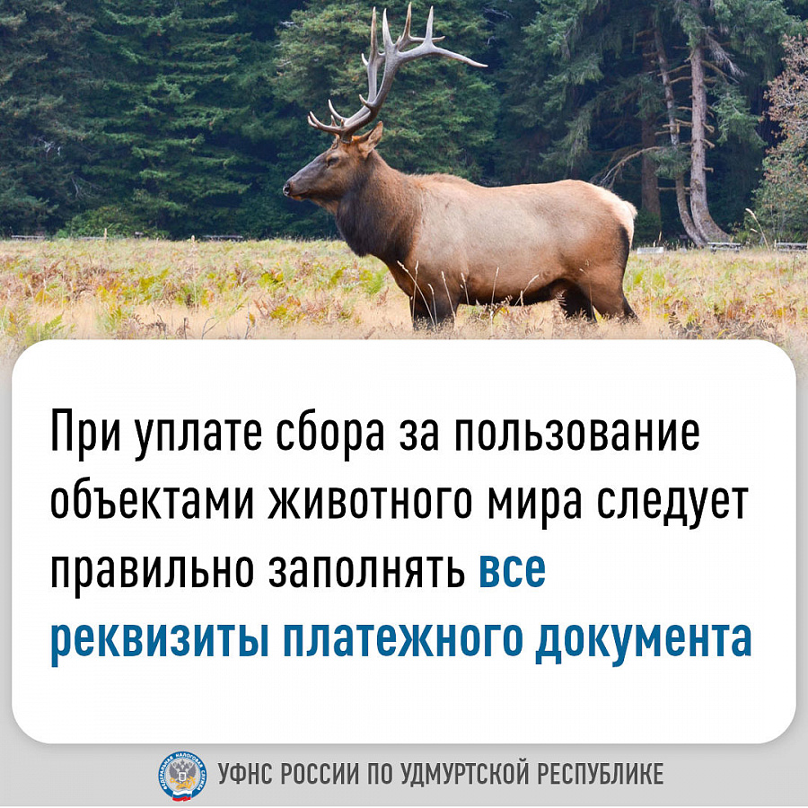 При уплате сбора за пользование объектами животного мира следует правильно заполнять все реквизиты платежного документа