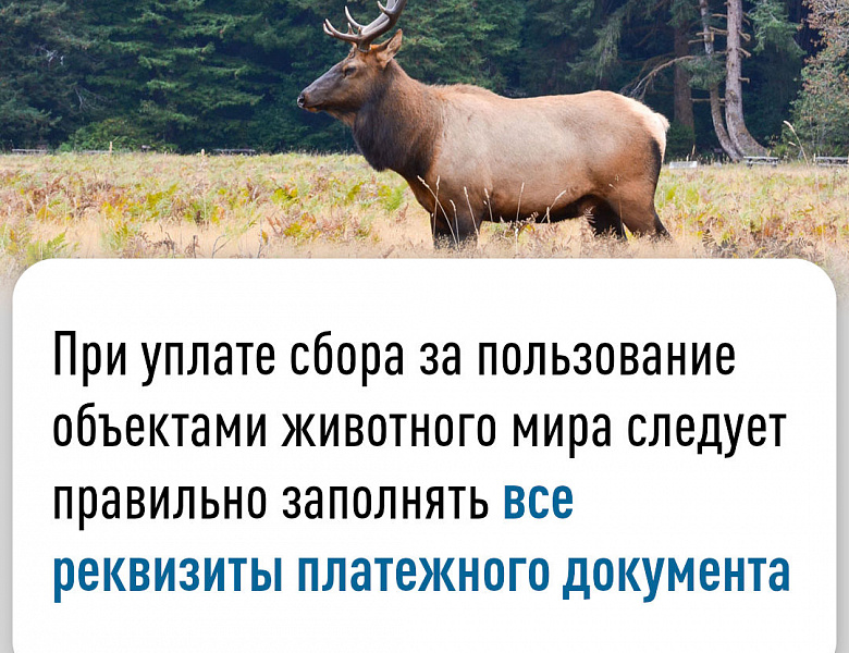 При уплате сбора за пользование объектами животного мира следует правильно заполнять все реквизиты платежного документа