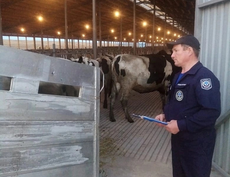 В Воткинский район прибыла большая партия крупного рогатого скота